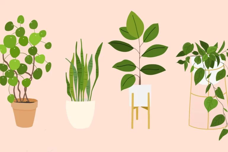 indoor plants